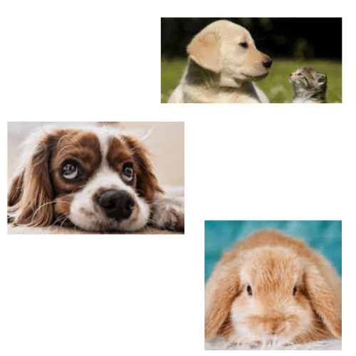Consejos para cuidar mascotas