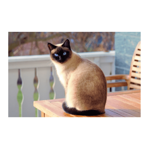 Cómo cuidar tu gato en casa