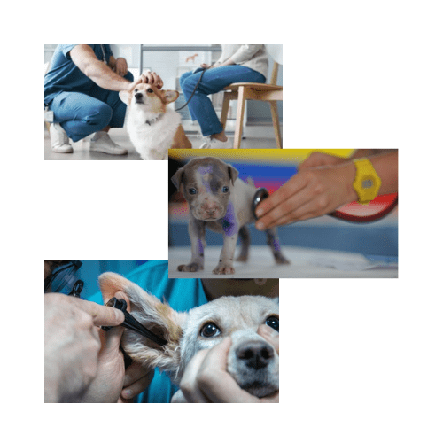 Mascotas en el veterinario