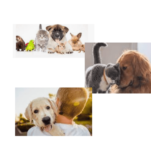 Importancia de los cementerios de mascotas